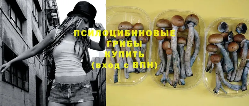 где продают наркотики  Георгиевск  Галлюциногенные грибы Cubensis 